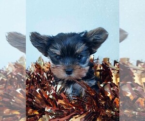 Yorkshire Terrier Puppy for sale in CENTENNIAL, CO, USA