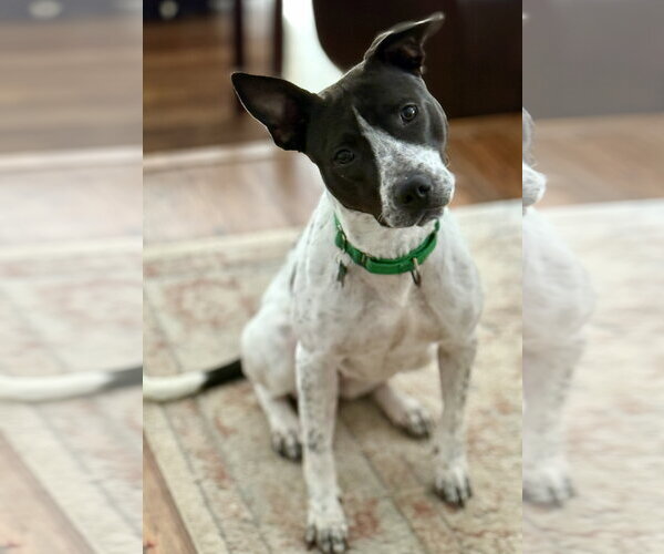 Medium Photo #3 American Staffordshire Terrier Puppy For Sale in Cranford, NJ, USA