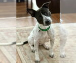Small #2 American Staffordshire Terrier