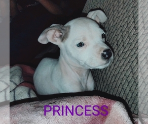 American Pit Bull Terrier-Australian Shepherd Mix Puppy for sale in PHOENIX, AZ, USA