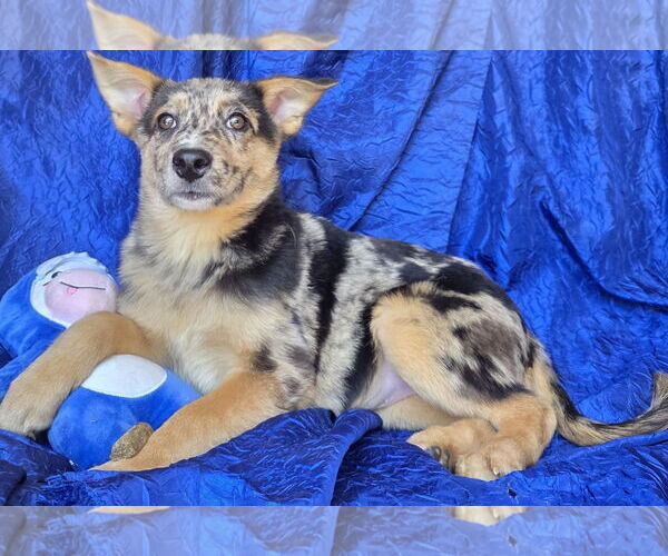 Medium Photo #2 Australian Shepherd-Catahoula Leopard Dog Mix Puppy For Sale in Cuba, NY, USA
