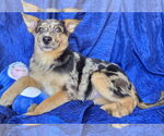 Small #1 Australian Shepherd-Catahoula Leopard Dog Mix
