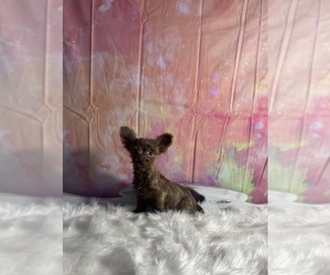 Schnoodle (Miniature) Puppy for sale in KINSTON, NC, USA