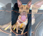 Small #13 Carolina Dog-Pharaoh Hound Mix