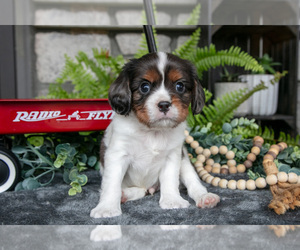 Medium Cavalier King Charles Spaniel