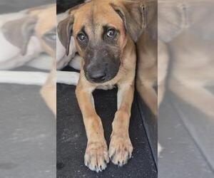 Mutt Dogs for adoption in San Antonio, TX, USA