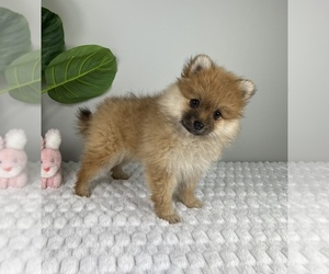 Pomeranian Puppy for sale in FRANKLIN, IN, USA