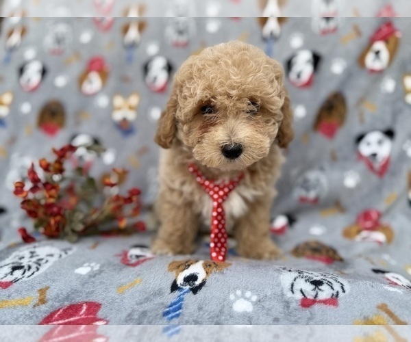 Medium Photo #5 Bichpoo Puppy For Sale in LAKELAND, FL, USA