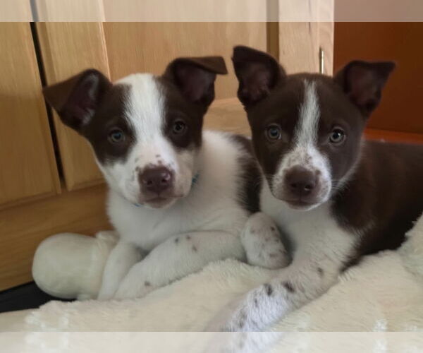 Medium Photo #5 Huskies -Labrador Retriever Mix Puppy For Sale in Princeton, MN, USA