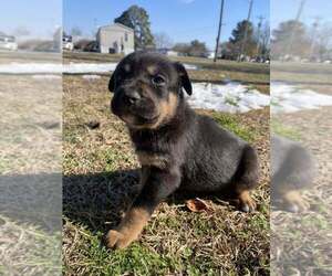 Aussiedor Dog for Adoption in MOUNT OLIVE, North Carolina USA