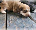 Small Huskies  Mix