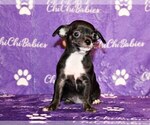Small #1 Chihuahua
