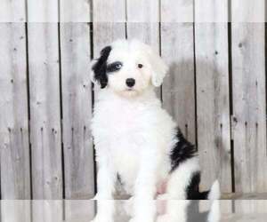 Poochon Puppy for sale in MOUNT VERNON, OH, USA
