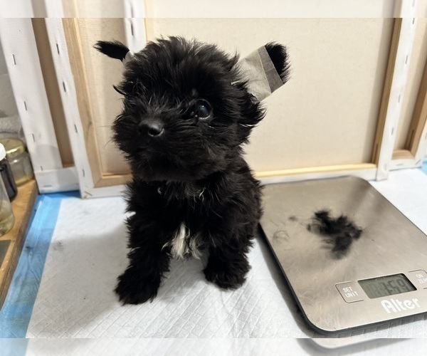 Medium Photo #88 Yorkshire Terrier Puppy For Sale in HAYWARD, CA, USA