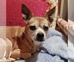 Small #5 Chihuahua