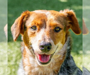 Mutt Dogs for adoption in Hilton Head, SC, USA