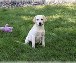 Small #5 Labrador Retriever