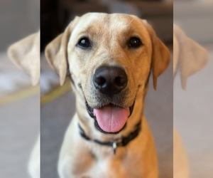 Mother of the Labrador Retriever puppies born on 09/04/2025