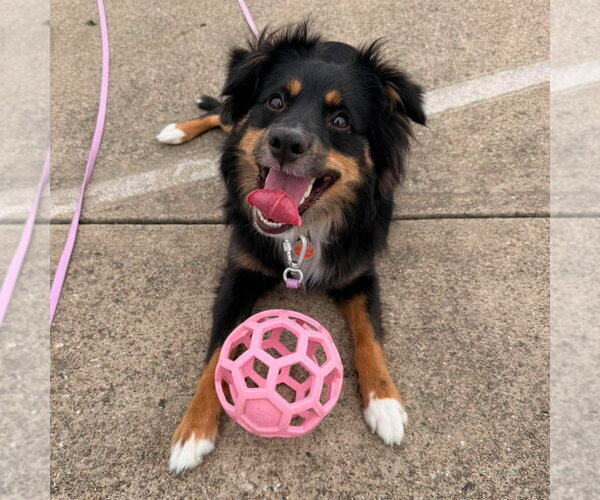 Medium Photo #3 Australian Shepherd-Unknown Mix Puppy For Sale in Canton, CT, USA