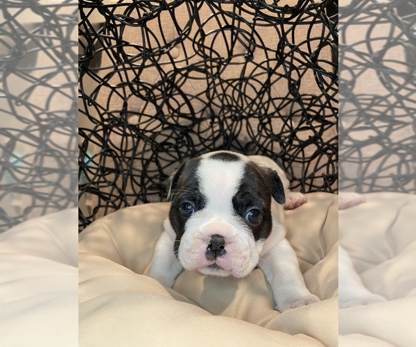 Medium Photo #1 French Bulldog Puppy For Sale in ELKHORN, WI, USA