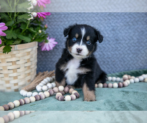 Medium Miniature Australian Shepherd