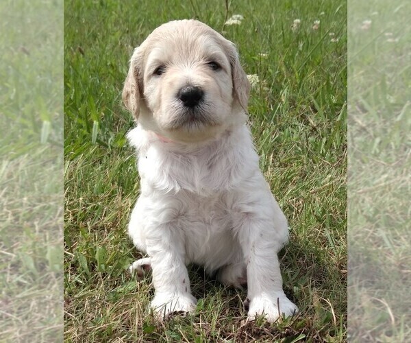 Medium Photo #1 Labradoodle Puppy For Sale in SPENCERVILLE, IN, USA
