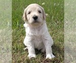 Small Photo #1 Labradoodle Puppy For Sale in SPENCERVILLE, IN, USA