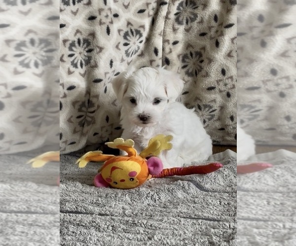 Medium Photo #15 Maltese Puppy For Sale in ROCK STREAM, NY, USA
