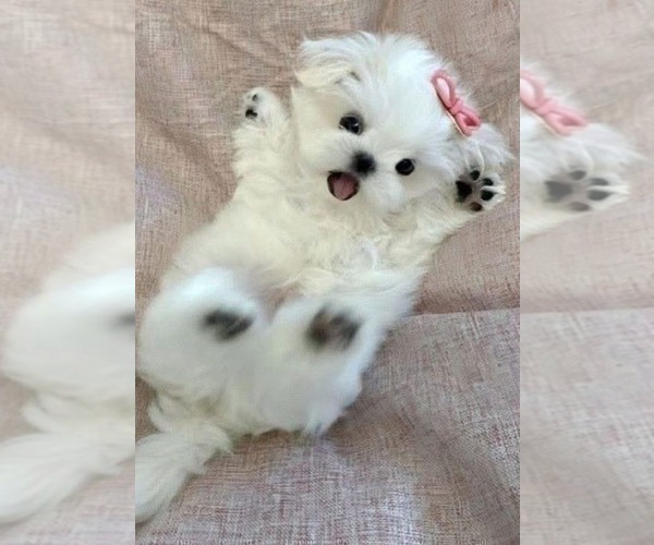 Medium Photo #2 Maltese Puppy For Sale in CLERMONT, FL, USA
