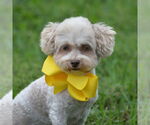 Small Poodle (Miniature)
