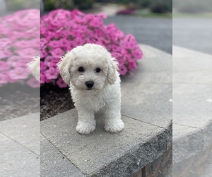 Bichpoo Puppy for sale in CANOGA, NY, USA