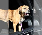 Small #1 Catahoula Leopard Dog Mix
