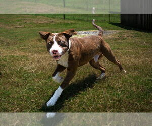 Mutt Dogs for adoption in Abbeville, LA, USA