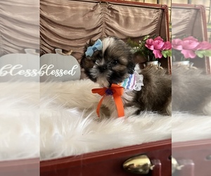 Shih Tzu Puppy for sale in IRON, MN, USA
