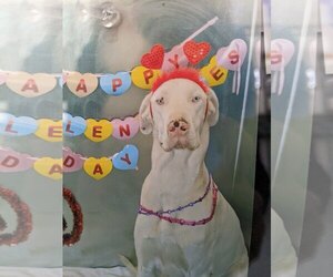 Great Dane Dogs for adoption in Escondido, CA, USA