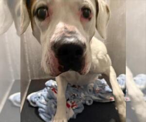 Boxer-Unknown Mix Dogs for adoption in San Antonio, TX, USA