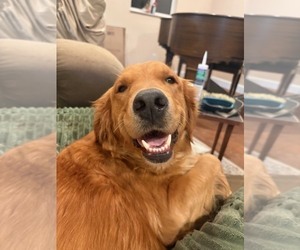 Mother of the Golden Retriever puppies born on 12/19/2025