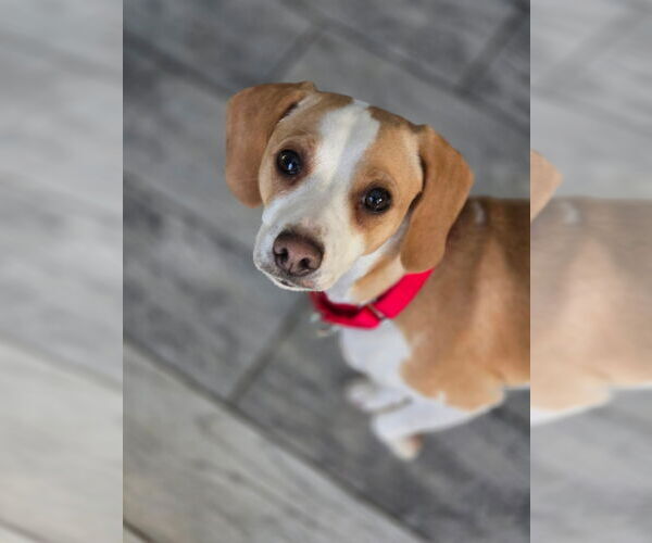 Medium Photo #1 Cheagle Puppy For Sale in Landenberg, PA, USA