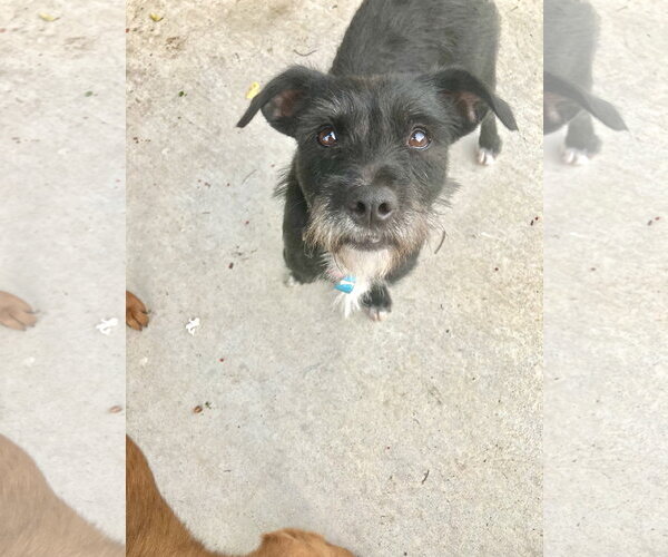 Medium Photo #1 Mutt Puppy For Sale in San Diego, CA, USA