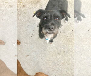 Mutt Dogs for adoption in San Diego, CA, USA