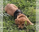 Small #11 Beagle Mix