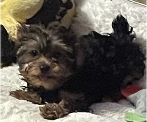 Maltese Puppy for sale in JOHNSTOWN, PA, USA