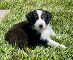 Puppy 4 Australian Shepherd