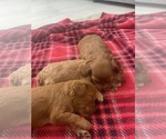 Small #4 Cavapoo (Standard)