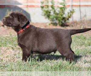 Labrador Retriever Puppy for sale in DECATUR, TX, USA