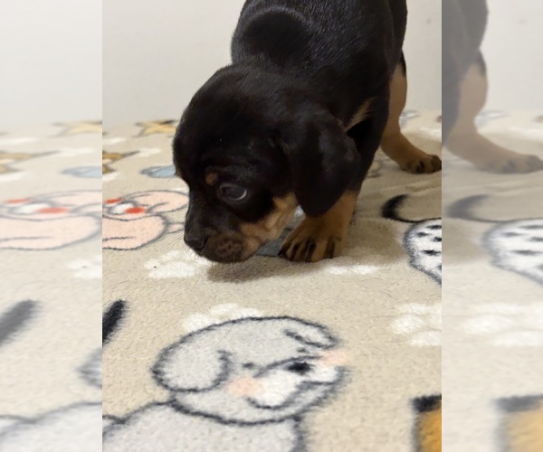 Medium Photo #2 Carlin Pinscher Puppy For Sale in COBB, WI, USA