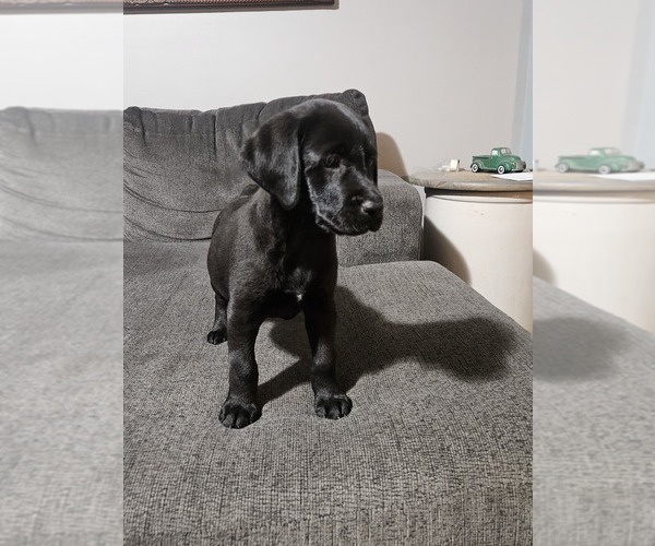 Medium Photo #3 Labrador Retriever Puppy For Sale in CARO, MI, USA