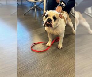 Bulldog Dogs for adoption in San Martin, CA, USA