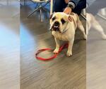 Small Bulldog