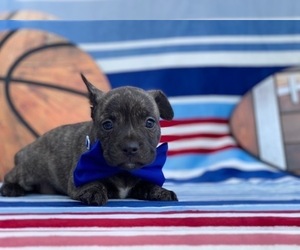French Bulldog-Shetland Sheepdog Mix Puppy for sale in LANCASTER, PA, USA